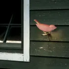 Outdoor Wall Lamp in Enamelled Tuscan Majolica Made in Italy - Uccellino Viadurini