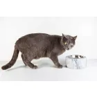 Dogs and Cats Bowl in White Carrara Marble Made in Italy - Ciotta Viadurini