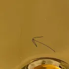 Modern countertop washbasin in gold ceramic made in Italy Sofia Viadurini