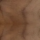 Padded Chair with Oak Wood Base Made in Italy - Sebastian Viadurini