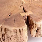 Homemotion Coffee Table with Shaped Top in Acacia Wood - Nabucco Viadurini