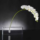 Modern Transparent Plexiglass Flower Vase Made in Italy - Unique Viadurini