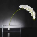 Modern Transparent Plexiglass Flower Vase Made in Italy - Unique